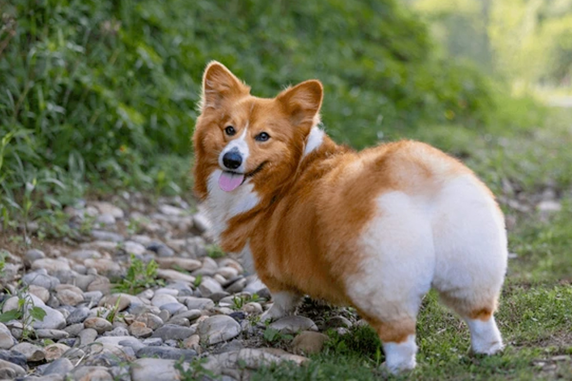 corgi
